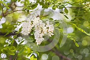 Graceful blooms of Robinia Pseudoacacia, white flowers. Black locust flowers blooming, sunny bokeh
