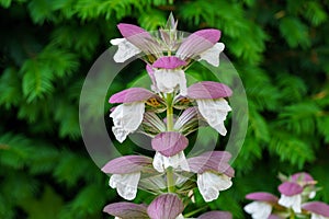 Graceful blossom of Acanthus mollis (Bear\'s Breeches). Majestic flower with large leaves in Sochi