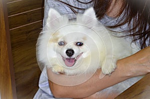 Graceful white German Spitz with blue eyes in lap photo