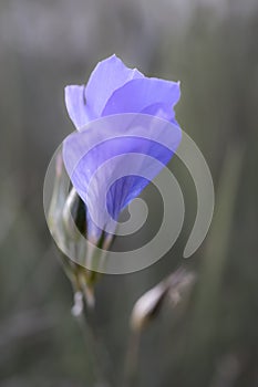 Graceful Blue Flower Unfolding in Soft Light