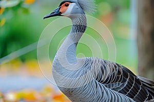 Graceful blue goose stands proudly with stunning plumage on display