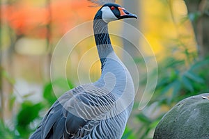 Graceful blue goose stands proudly with stunning plumage on display