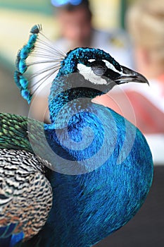 Graceful Blue peacock torso profile Peafowl