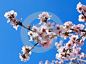 An graceful branch with soft pink flowers against a background of bright blue sky