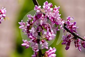 Graceful branches of blossom purple flowers Eastern Redbud, or Eastern Redbud Cercis canadensis in spring garden