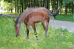 Graceful brown horse