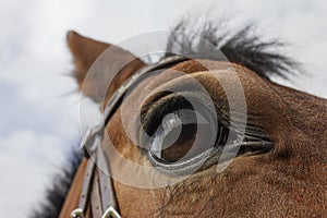 A graceful brown horse with a luxurious mane, look directly into the camera. The piercing look of a horse. Horse in a bridle