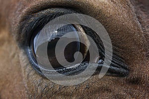 A graceful brown horse with a luxurious mane, look directly into the camera. The piercing look of a horse. Horse in a bridle