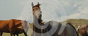 Graceful brown horse stallion looking at camera. Portrait close-up horse looking at camera. Herd of horses is grazing on