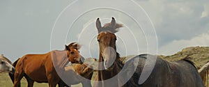 Graceful brown horse stallion looking at camera. Portrait close-up horse looking at camera. Herd of horses is grazing on