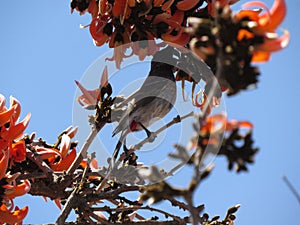 Graceful Bulbul Bird amidst Vibrant Palash Flowers
