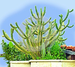 Graceful cactus. A cactus is a member of the plant family Cactaceae