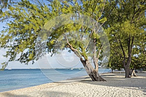 Graceful Casuarina Pine Tree on Beach