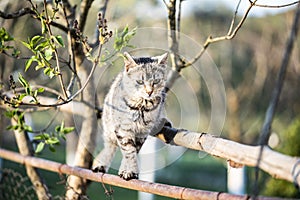 A graceful cat in a tree