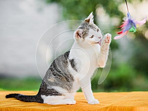 Graceful cat washing up, cleaning its paw with tongue