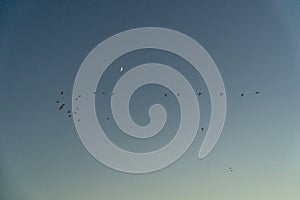 Graceful cattle egrets soaring over Ãvora\'s skyline photo