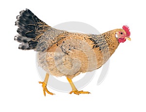 Graceful chicken laying hen, red color. Isolated.Series photos