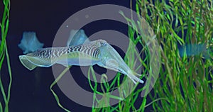 Graceful common cuttlefish navigates its aquatic environment, showcasing captivating swimming patterns amidst vibrant