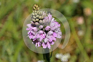 Graceful Common Spotted Orchid in Natural Habitat