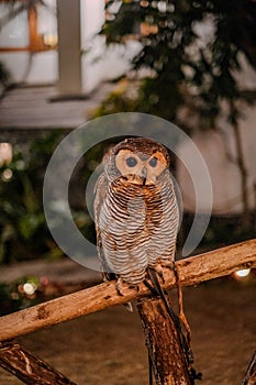 Graceful Composure: Owl Portrait on Wooden Bamboo Perch