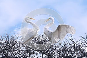 Graceful couple of white Herons