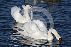 Graceful couple of white swans