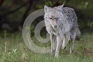 Graceful Coyote Hunting in the Kananaskis Country of the Canadian Rockies