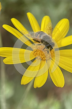 The Graceful Dance of Bee Collecting Pollen from Flowers and the Awakening of Nature