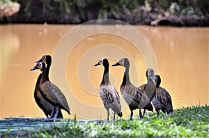 Graceful Dendrocygna viduata ducks by the lake