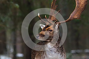 Graceful doe. Deer on a background of a winter forest.