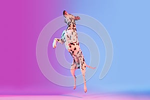 Graceful dog, Dalmatian  on gradient pink blue background in neon light.