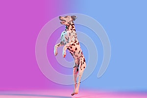 Graceful dog, Dalmatian  on gradient pink blue background in neon light.