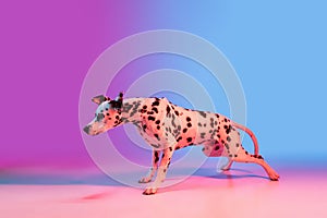 Graceful dog, Dalmatian isolated on gradient pink blue background in neon light.