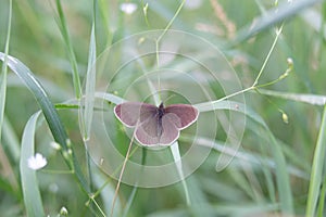 Graceful Earthbound Beauty: Brown Butterfly Resting in the Meadow