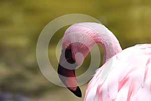 Graceful Elegance: Flamboyant Flamingo at San Diego Zoo