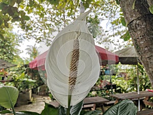 Graceful Elegance: Peace Lily Portrait