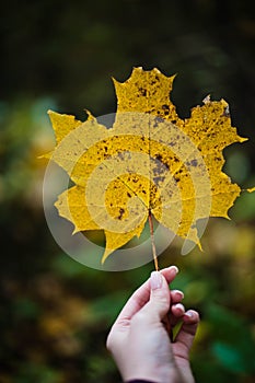 Graceful Embrace: Elegant Fingers Holding an Autumn Maple Leaf