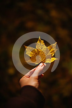 Graceful Embrace: Elegant Fingers Holding an Autumn Maple Leaf