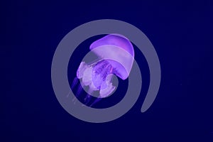 Graceful Encounter: Barrel Jellyfish Gliding through the Ocean Depths