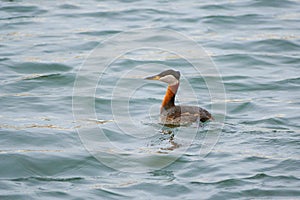 Graceful Encounter: The Red-necked Grebe in its Aquatic Realm