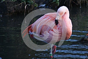 Graceful flamingo preening