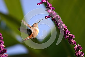 Graceful Flight