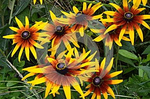 Graceful flower of a coneflower  Rudbeckia hirta Maya photo