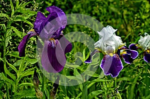 Graceful flowers of irises
