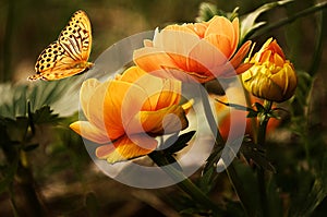 Graceful Flutter: Butterfly Amongst Flowers