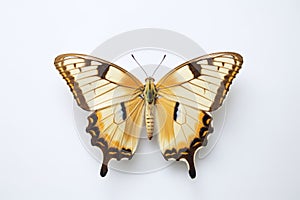 Graceful Flutter: Butterfly on Transparent Background.