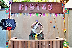 Graceful free-range English Bulldog in the free kissing booth looking up