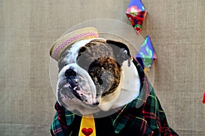 A graceful free-range English Bulldog in the stall