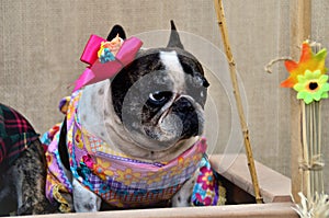 Graceful french bulldog with pink bow on the head and flowery dress at the junina canina party