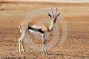 A graceful Gazelle Thomson with striped horns photo